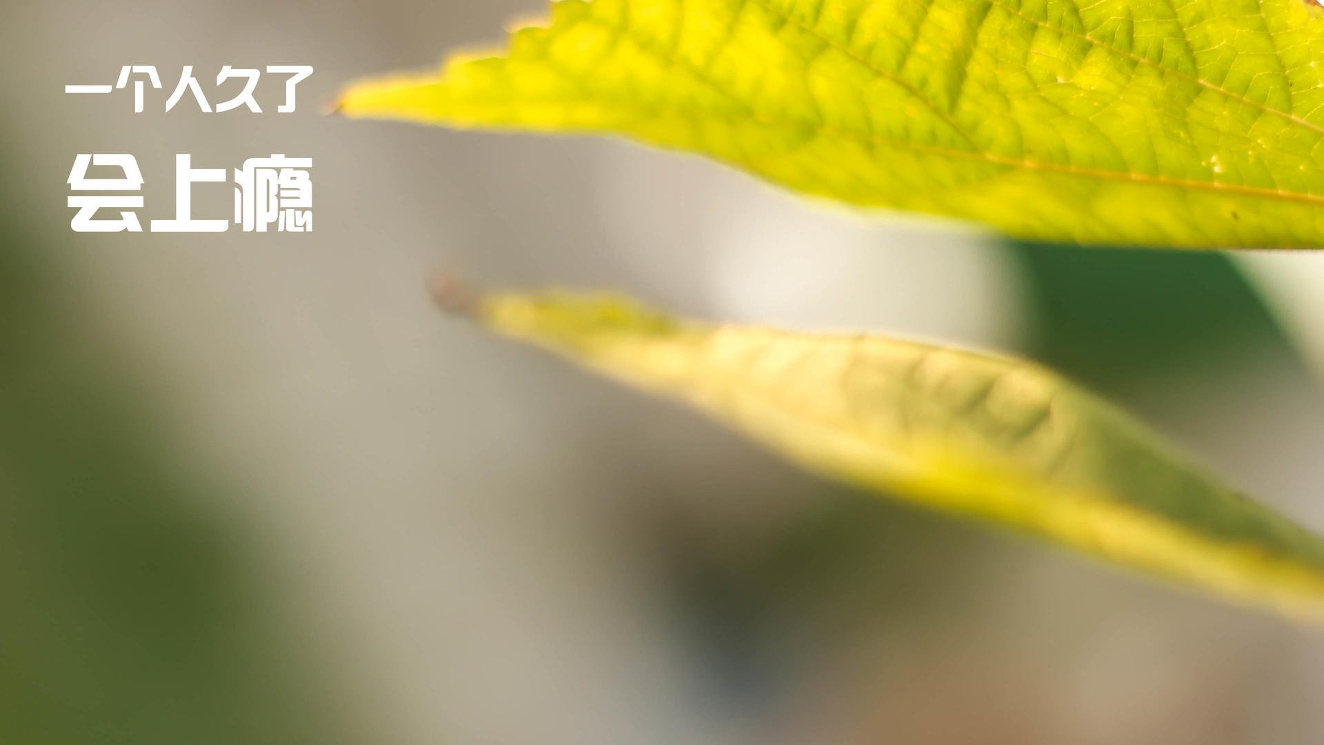 Kaiyun官方登录入口-日本马术协会与大学合作，开展马术专业课程，培养专业人才。，日本大学马术部