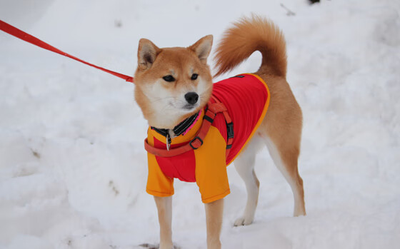 比赛中的“奇技淫巧”:专业选手的绝技欣赏,奇技赢巧是什么意思