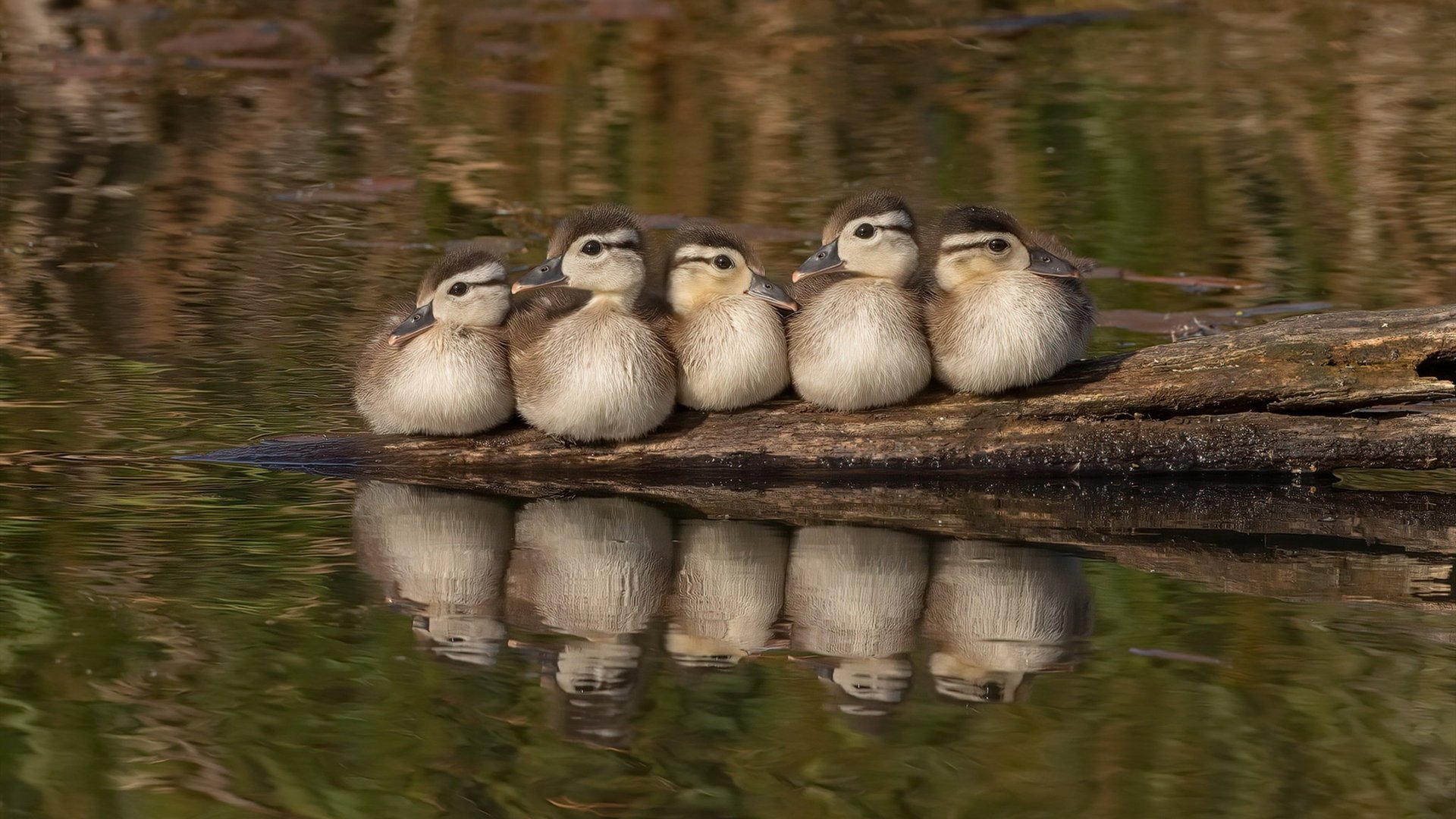 开云官网首页-特色篮球赛事带动运动旅游，促进“体育+旅游”产业融合，篮球赛事活动策划方案