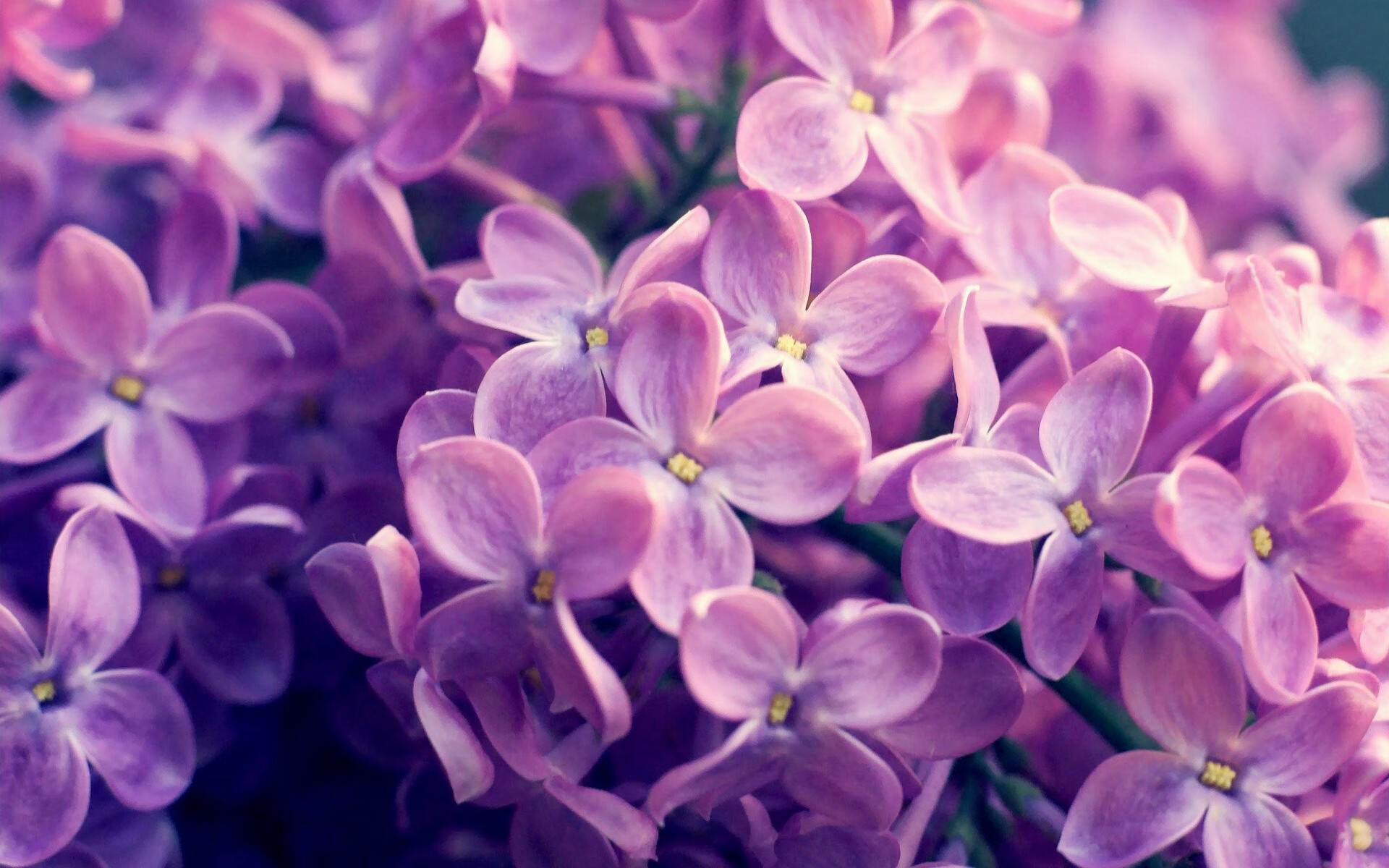 开云首页登录-罗伯特·莱万用连续进球帮老东家稳定榜首位置，罗伯特莱克最佳状态