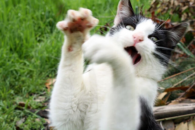 开云网页版-青少年“全能训练营”在青岛盛大开营，全面提升技能，青少年全能英语