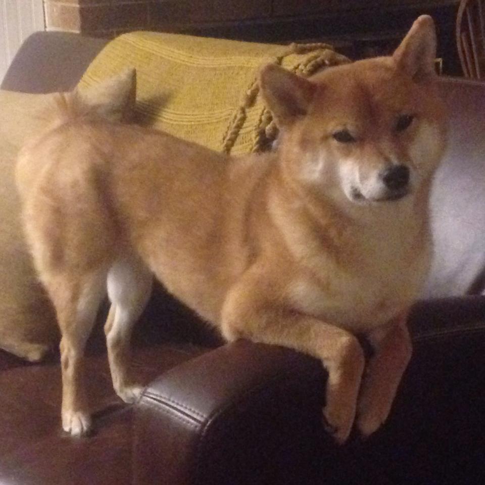 开云网页版登录入口-KPL裁判团队举办职业素养专题讲座，kpl世冠裁判小姐姐