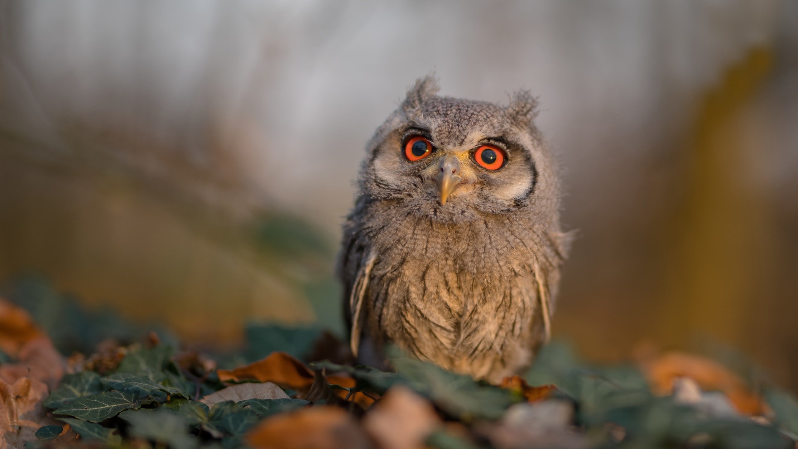 上海男篮成功晋级八强，逐梦冠军，上海男篮成功晋级八强,逐梦冠军是谁