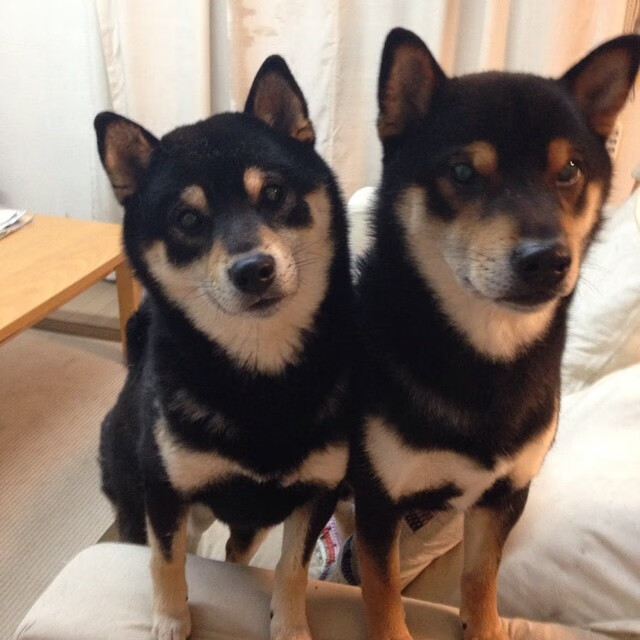 kaiyun体育综合-亚冠赛事的实力球队逐渐崭露头角，亚冠球队实力排名