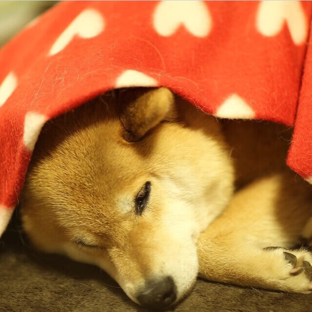 开云·Kaiyun网页版-尼斯客场惨败，遗憾告负颗粒无收，尼斯vs