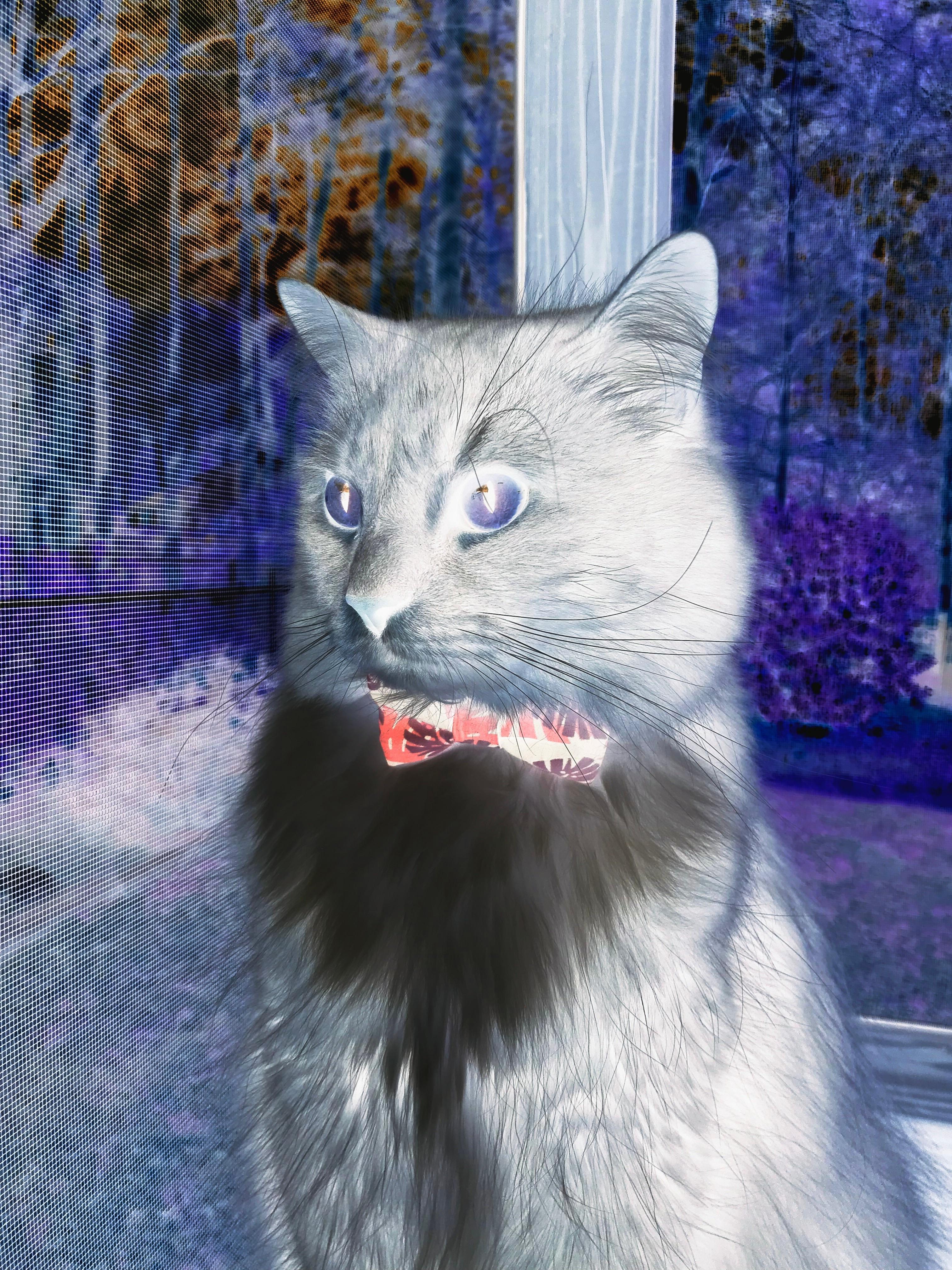 尼日利亚女足勇于拼搏，积极备战，尼日利亚足球球员