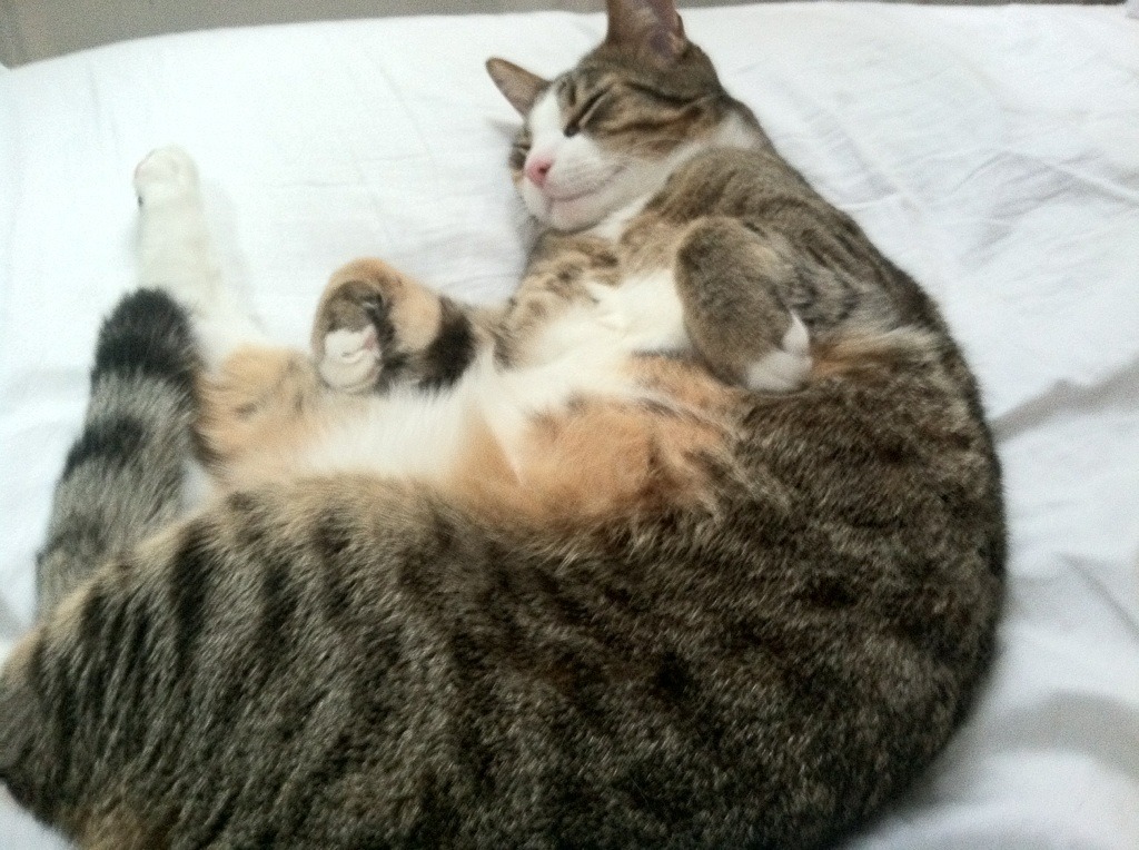 欧国联赛业余联赛迎来高潮，球迷狂热，欧国联赛2021