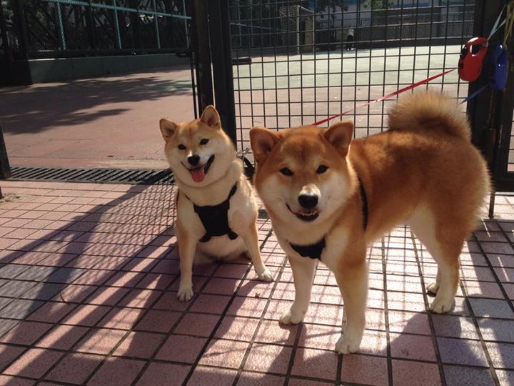 开云·体育官网APP下载-法兰克福战胜对手，继续保持优势，法兰克福战胜对手,继续保持优势的原因