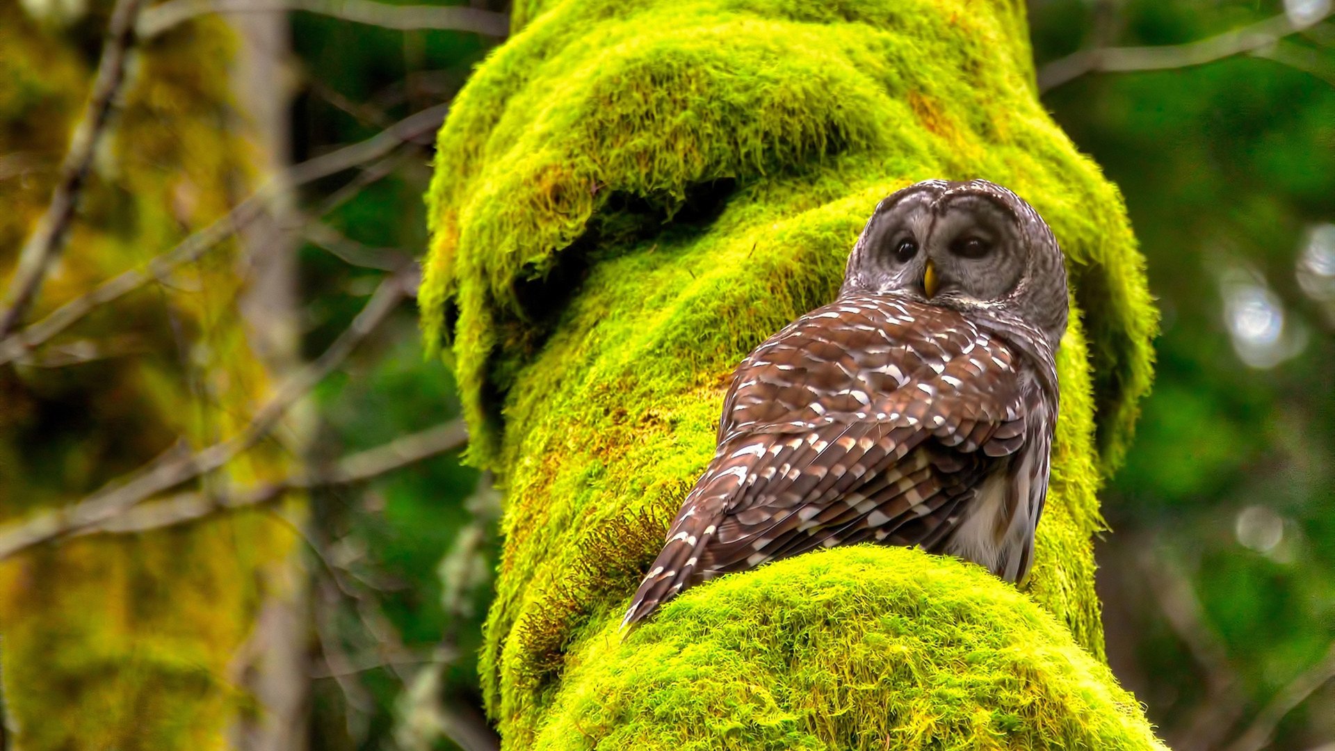 绿茵场上悬念丛生,热门对决引发球迷狂热!,绿茵前瞻