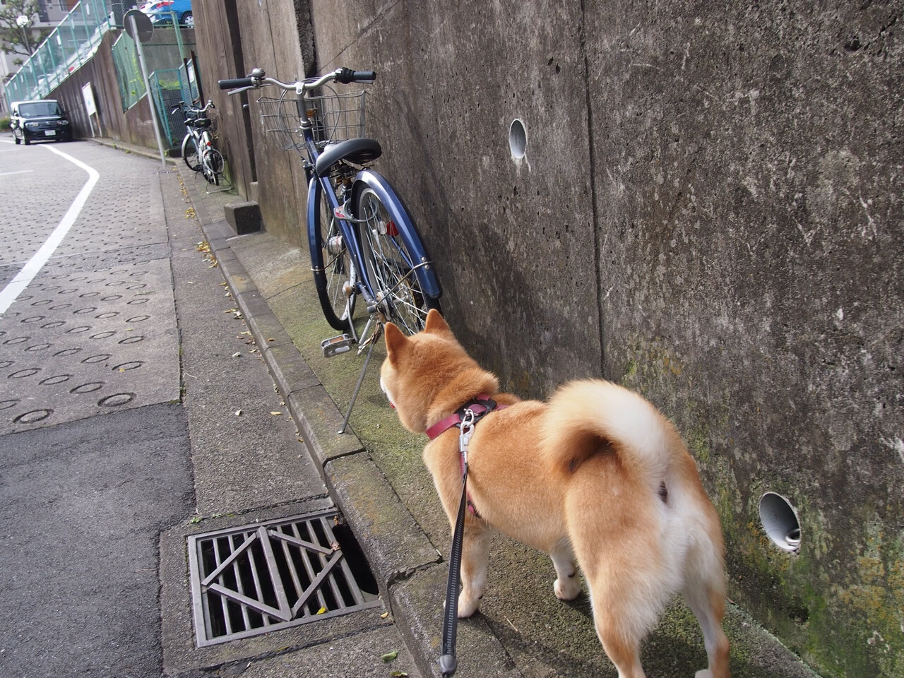莱斯特城主帅瓜迪奥拉调整战术以备战下场比赛,瓜迪奥拉来曼城第一年买了谁