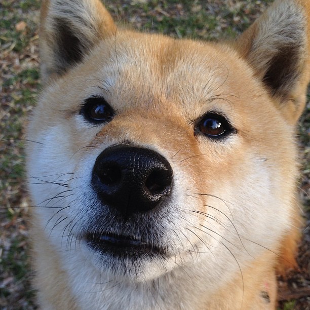 kaiyun体育app-莱斯特城前锋生日爆发，助球队获胜，莱斯特城知名球员