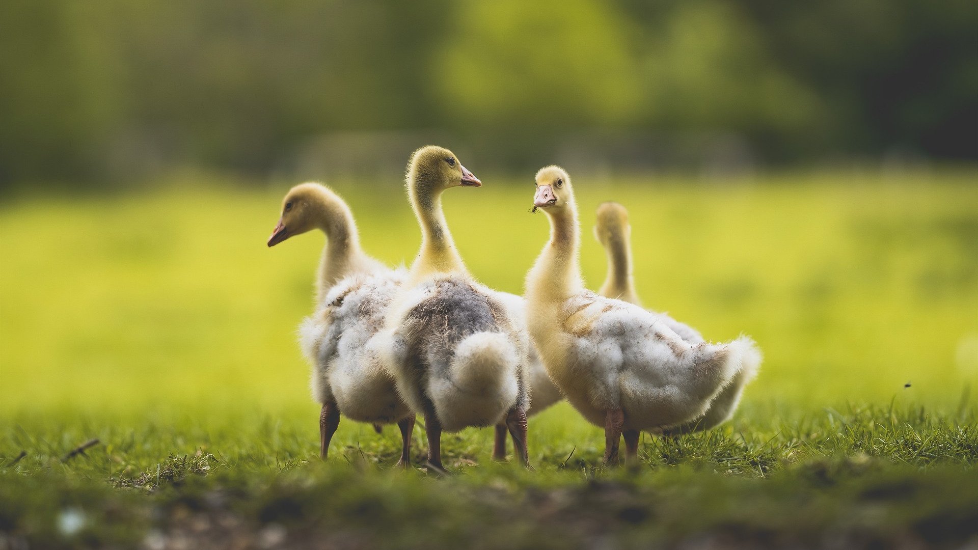 足球赛事中球员受伤事件牵动球迷心.,足球球员受伤图片