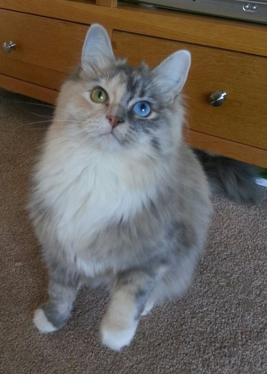 NBA球员身体素质测试报告,nba球员体能