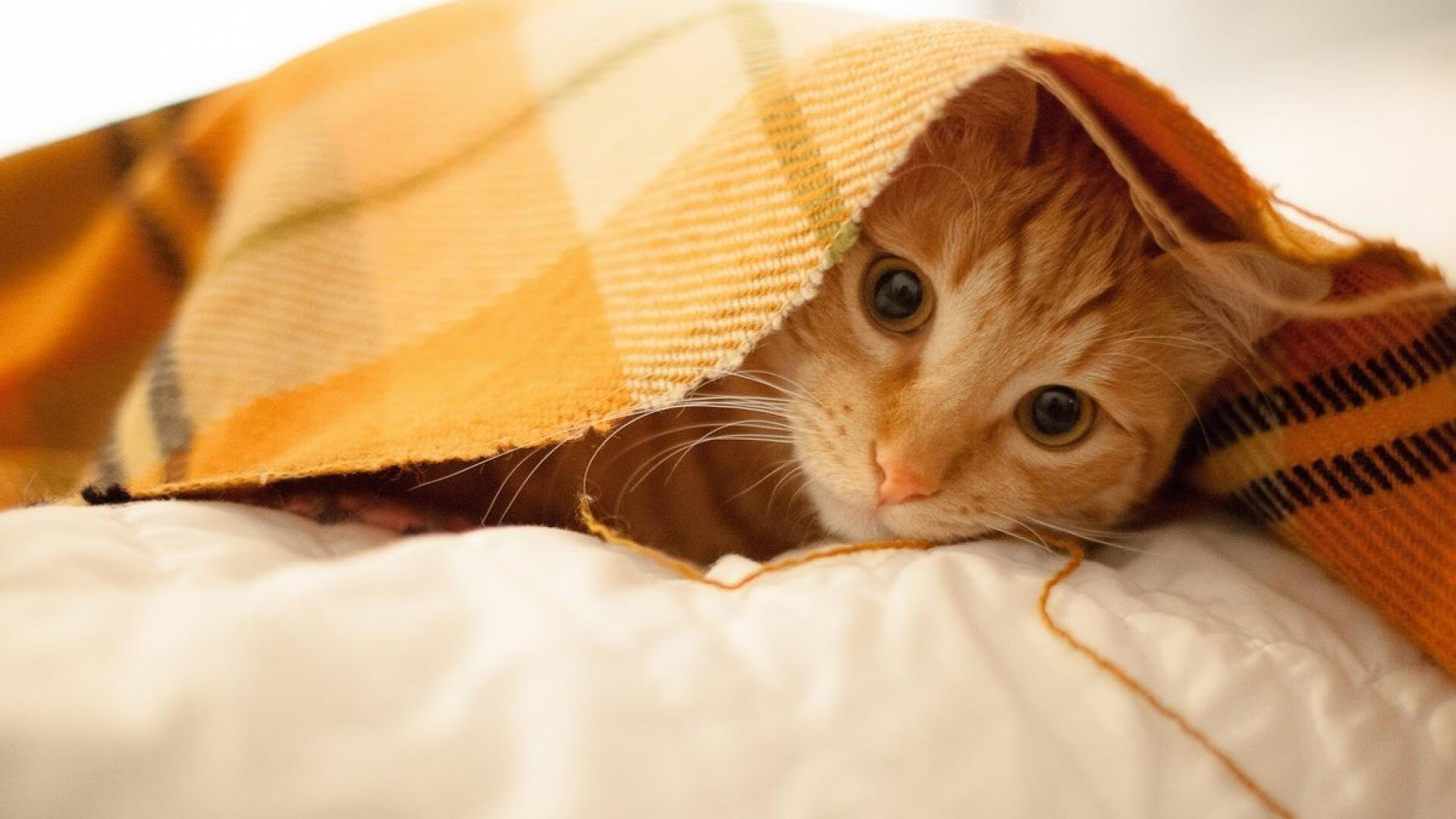 NBA球队比赛录像分析系统优化,nba录像列表