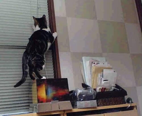 世界青少年壁球锦标赛多国参赛激烈较量,中国国际壁球挑战赛