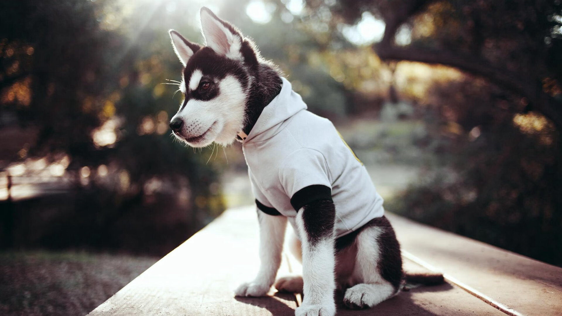 开云中国大陆-赛季经典战役：翻盘、绝杀、历史性胜利一网打尽，赛季回顾