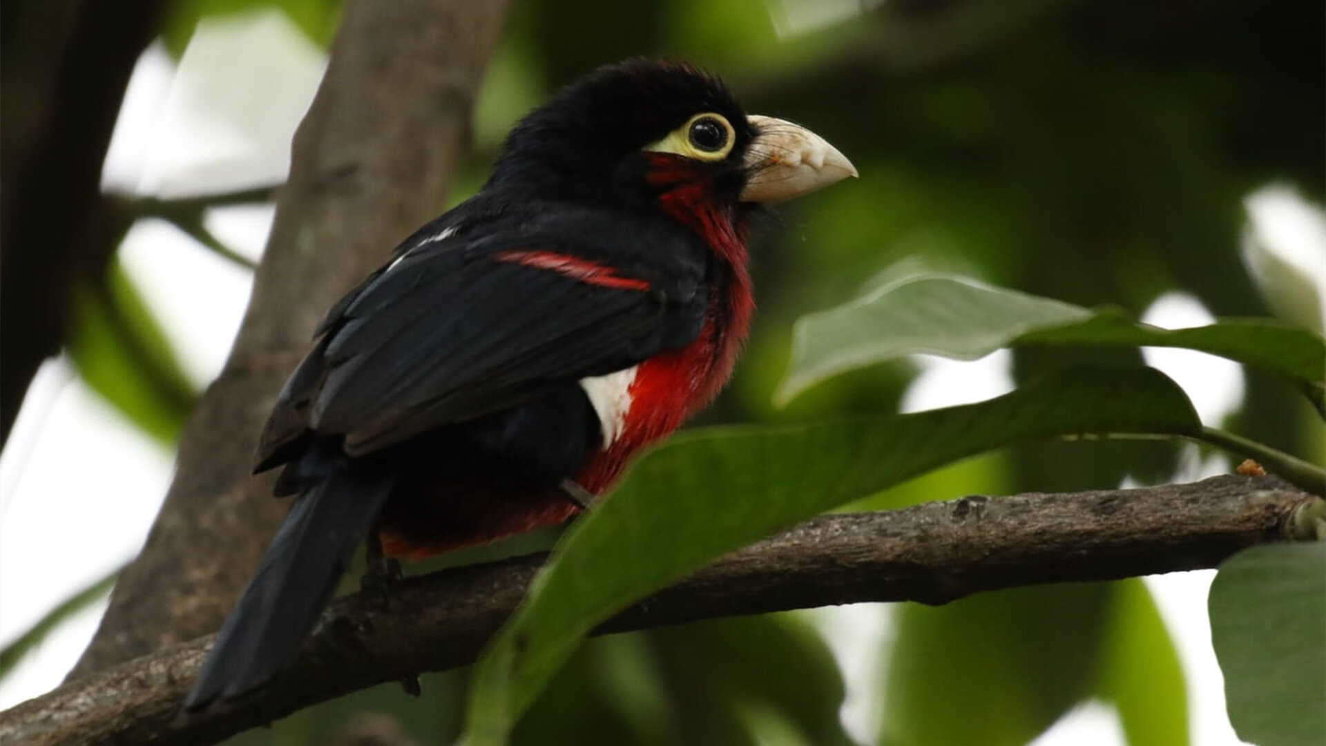 “FIFA严打关联俱乐部,莱昂或失参赛资格”