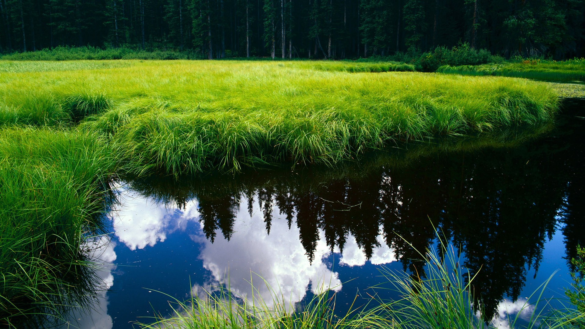 开云官网在线-南非羚羊队的进攻核心：球员精准的跑位与球技让他们如猛虎下山