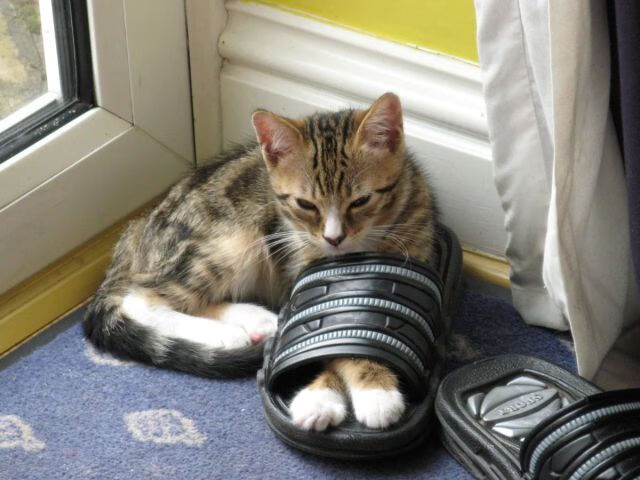 哪支橄榄球队将打破传统格局,吸引更多观众?,橄榄球哪支队最厉害