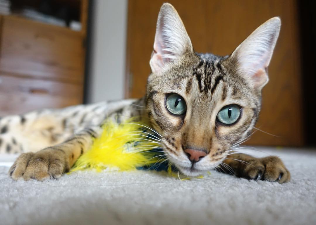 开云中国-球队启动冬训计划，强化对抗与战术执行力，足球队冬训总结