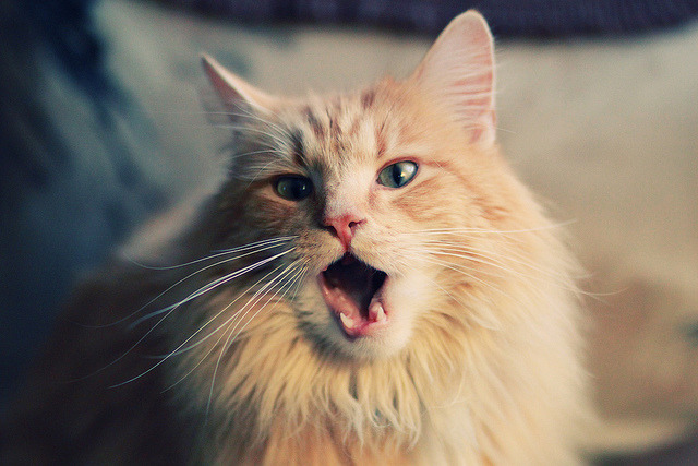 马拉维男篮在非洲锦标赛中奋勇拼搏,书写历史新篇章,马拉维是非洲哪个国家城市